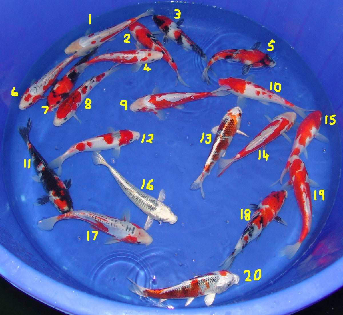 20-23cm Tosai.