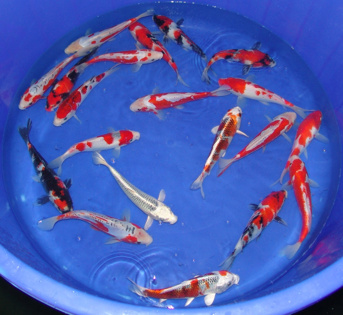 20-23cm Tosai.