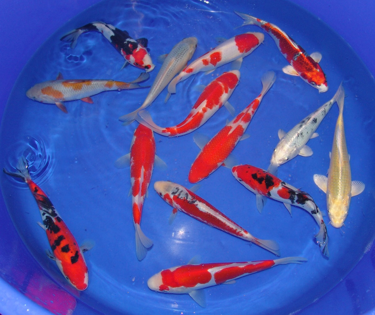 20-23cm Tosai.