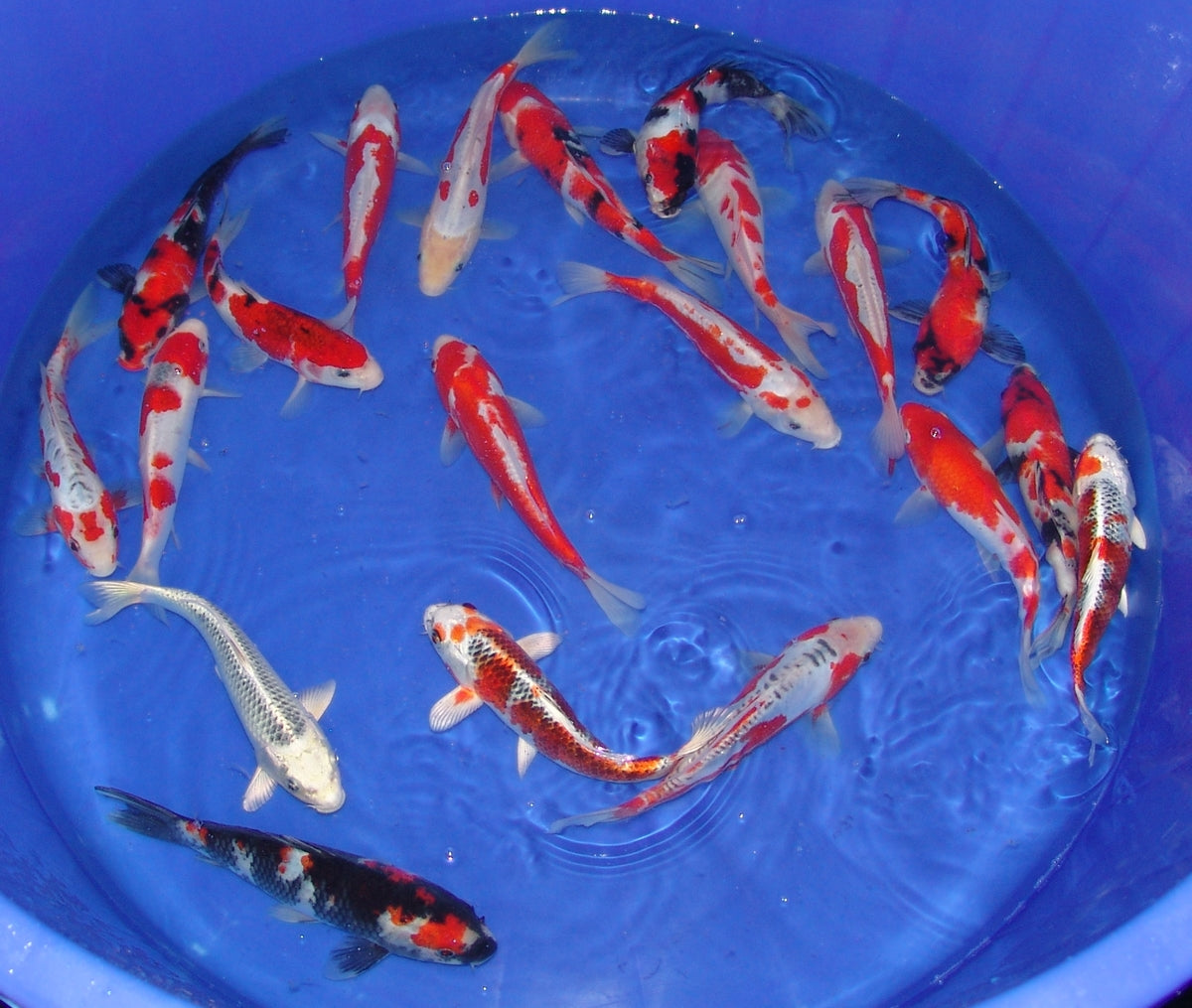 20-23cm Tosai.