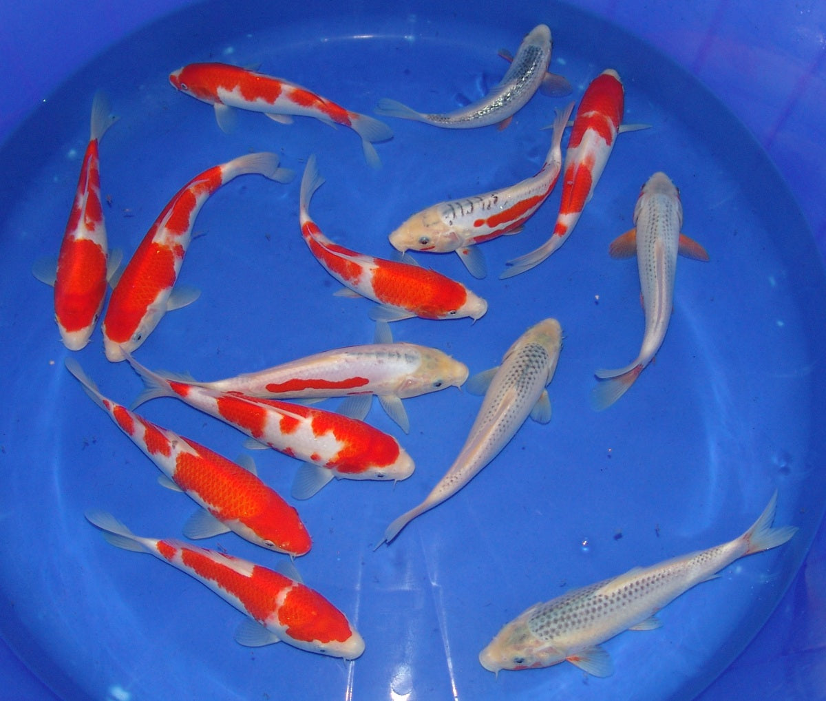 20-23cm Tosai.