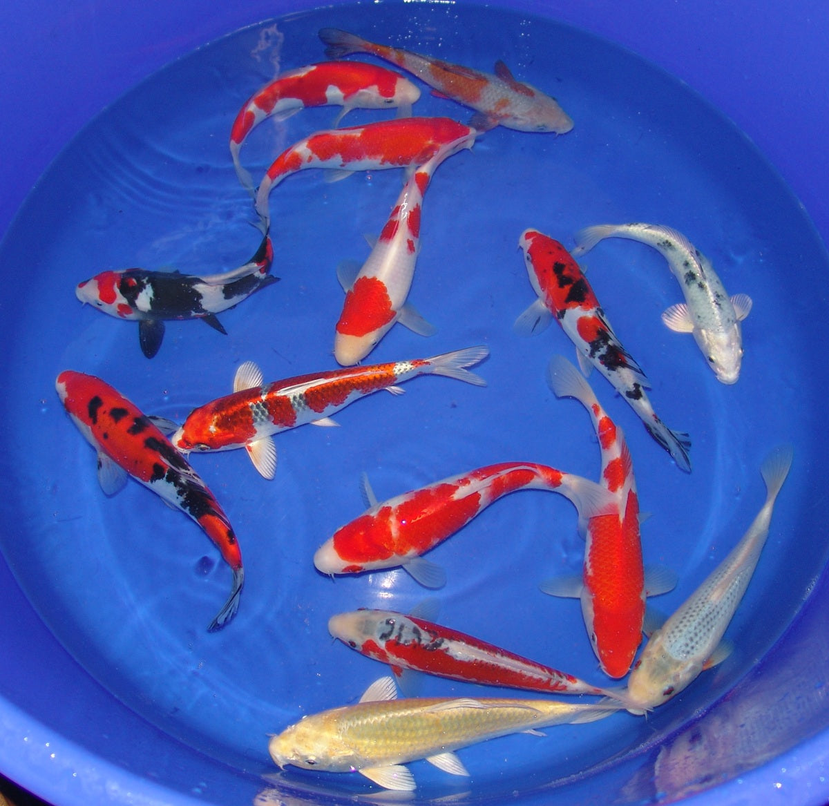 20-23cm Tosai.