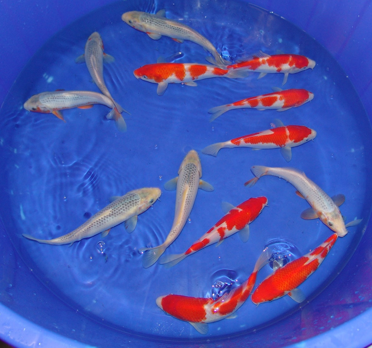 20-23cm Tosai.