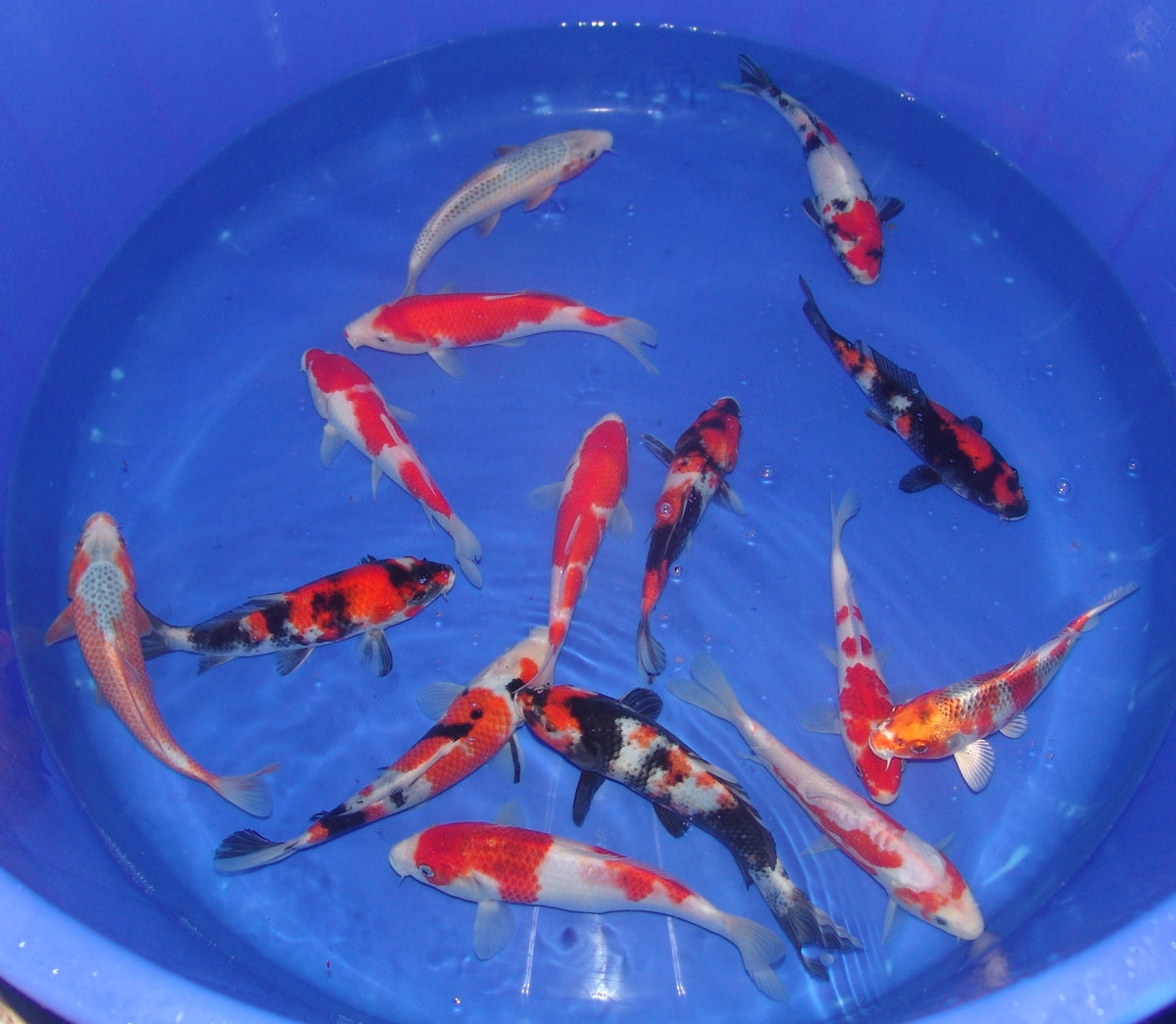20-23cm Tosai.