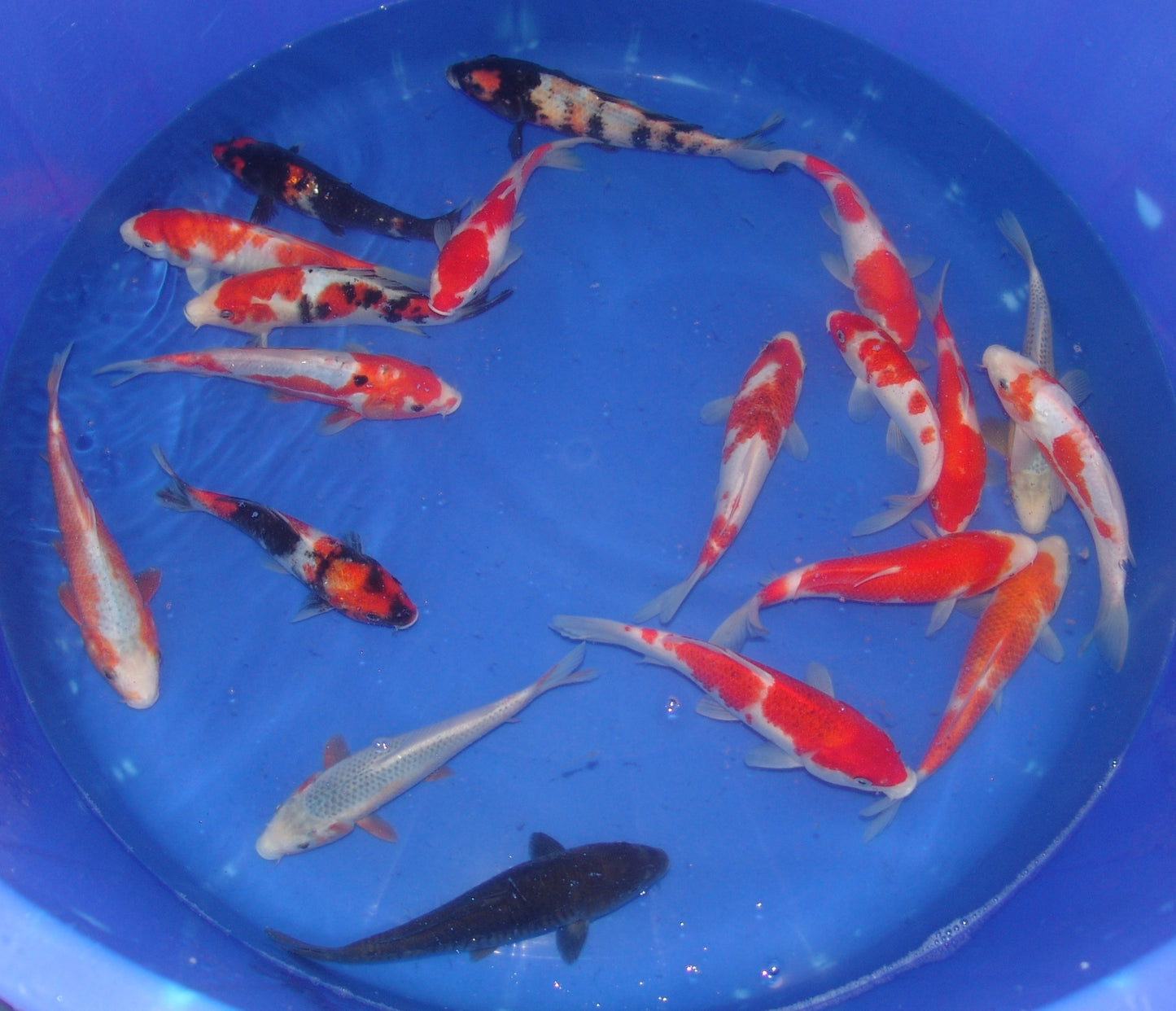 20-23cm Tosai.