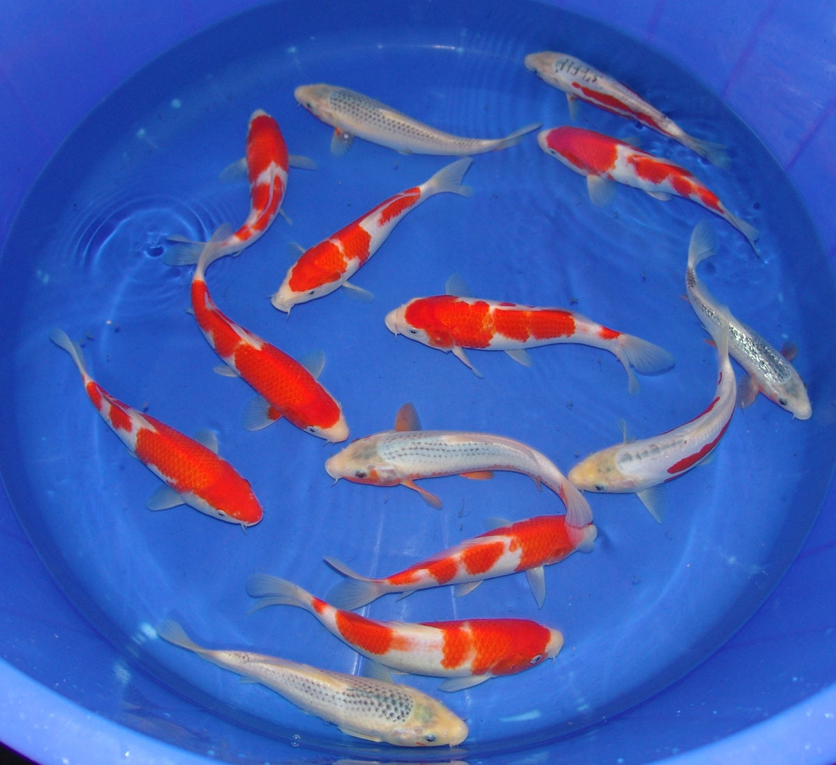 20-23cm Tosai.