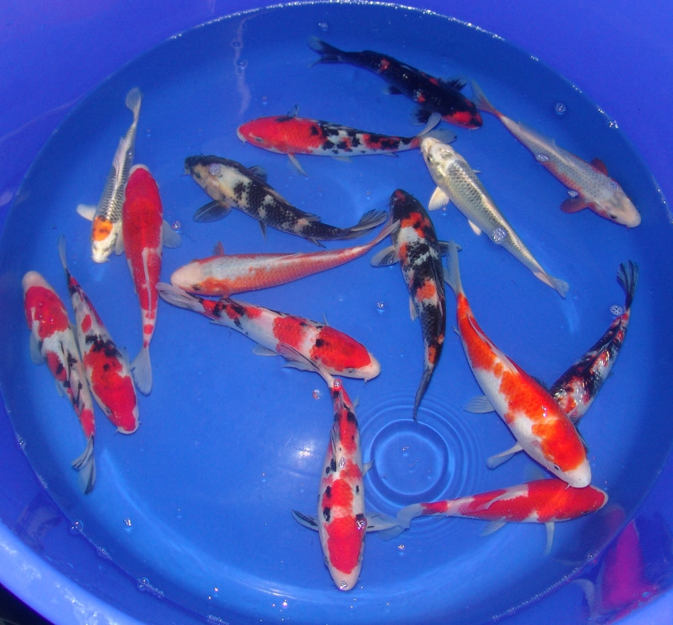 20-23cm Tosai.