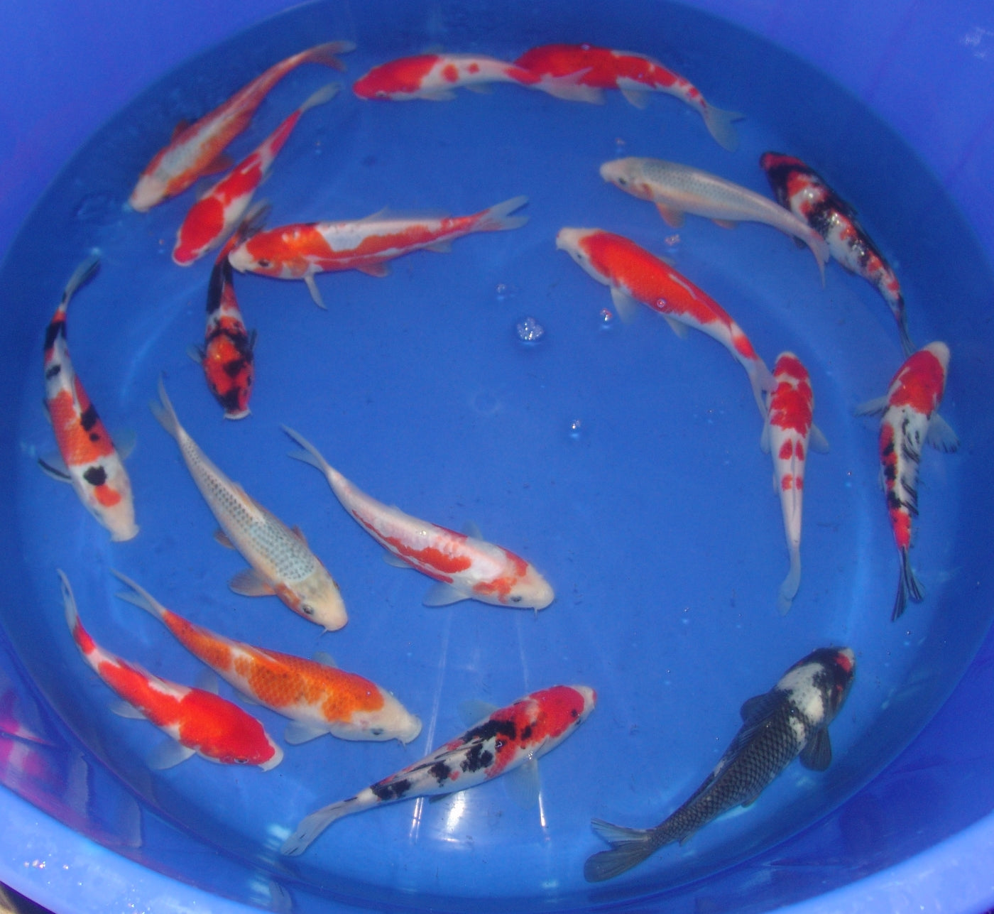 20-23cm Tosai.