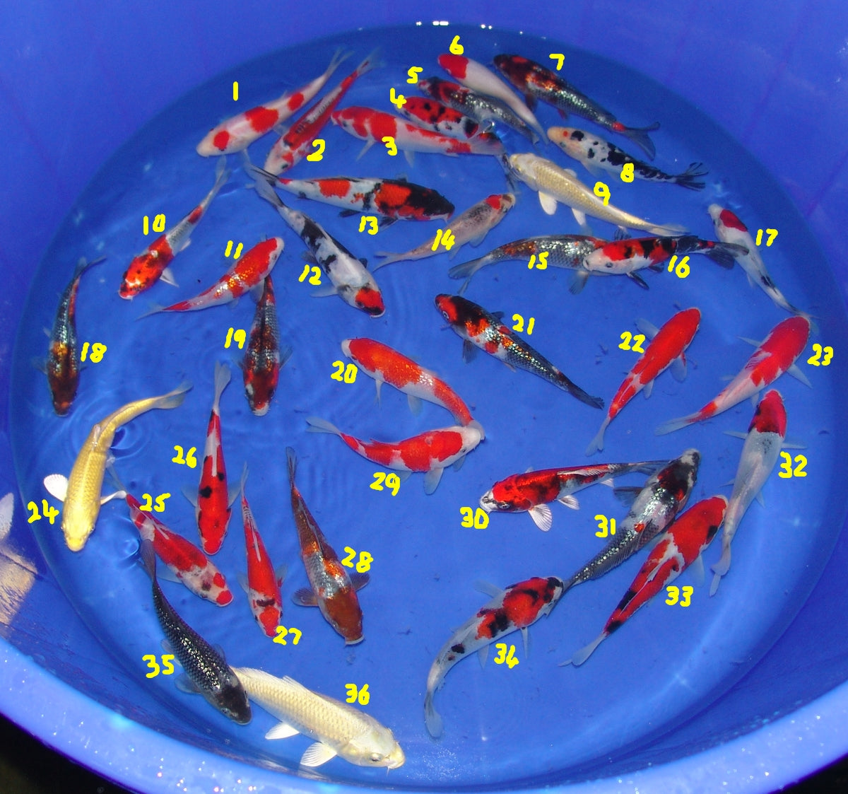 15-18cm Tosai, Mix.