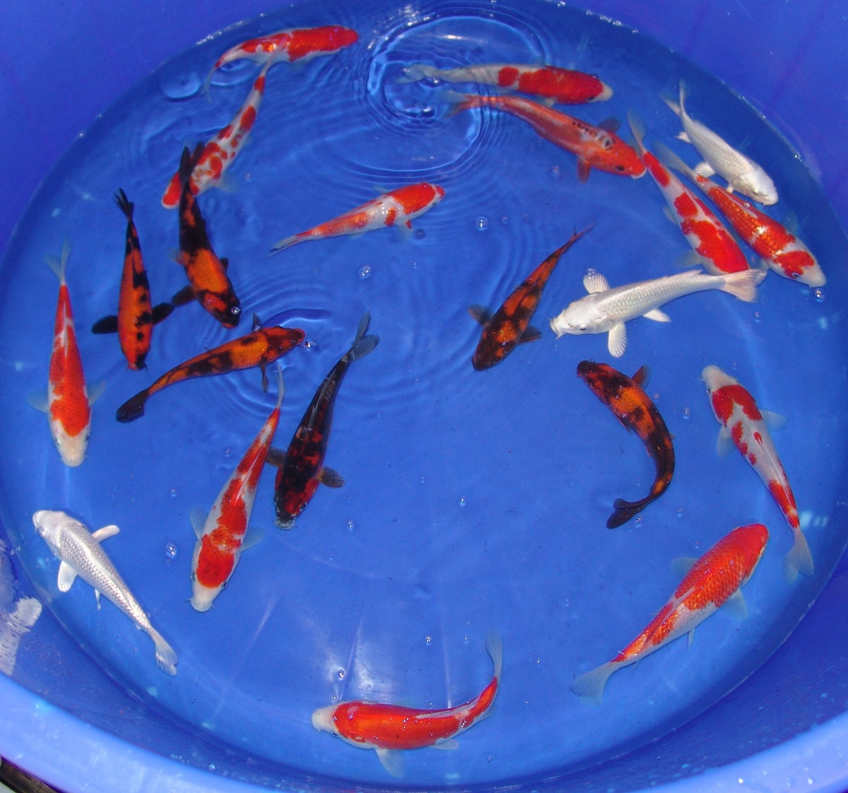 15-18cm Tosai, Mix.
