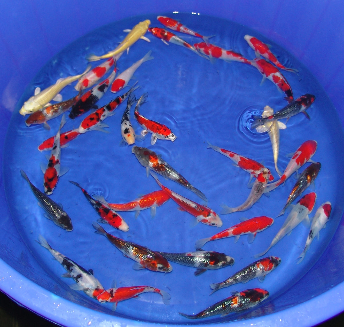 15-18cm Tosai, Mix.