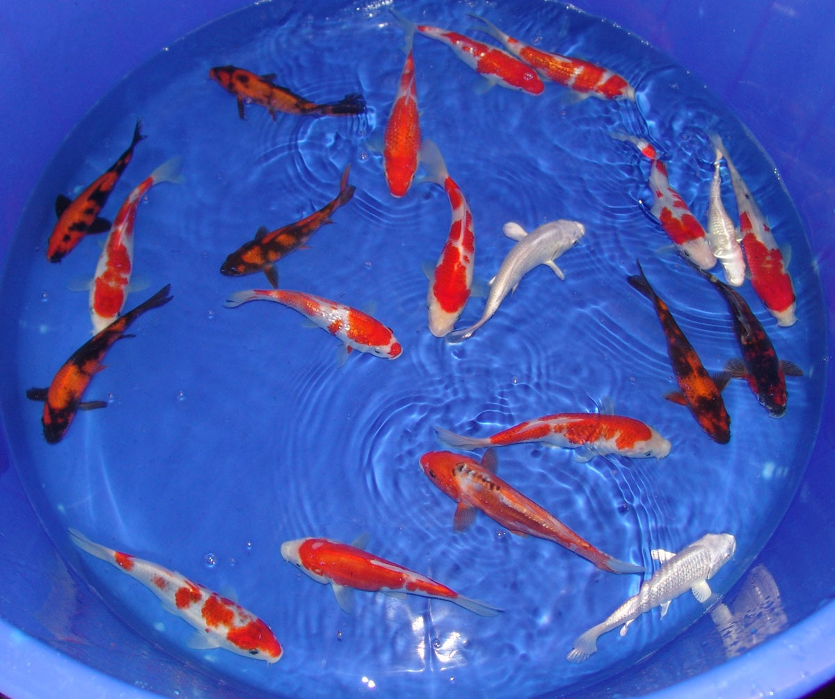 15-18cm Tosai, Mix.