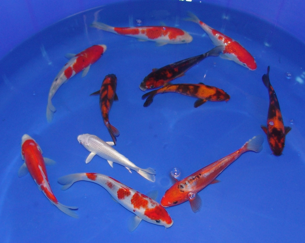 15-18cm Tosai, Mix.