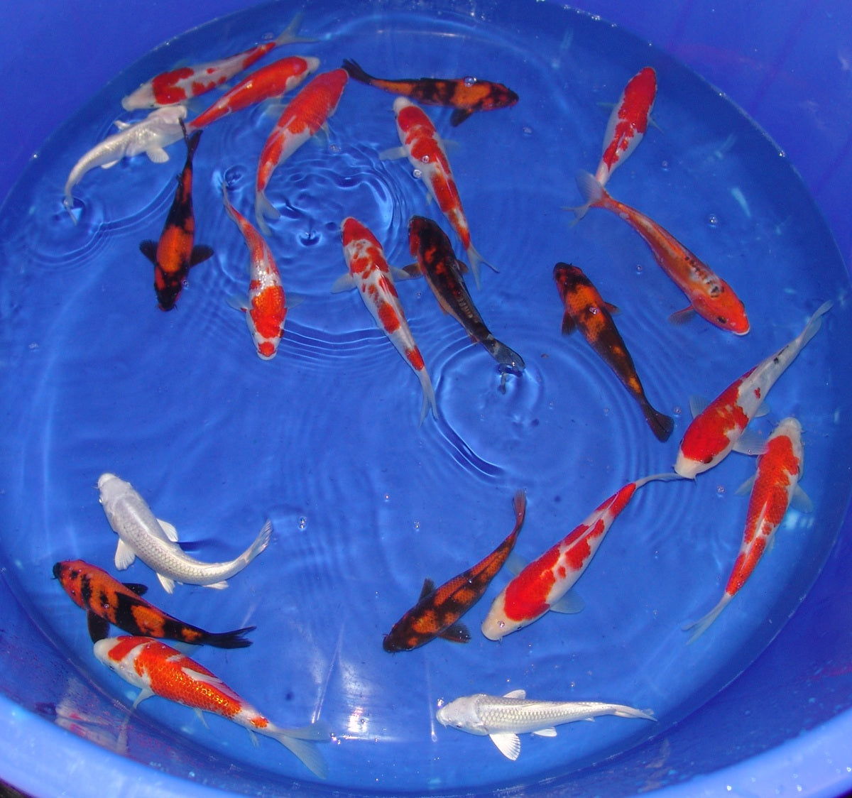 15-18cm Tosai, Mix.