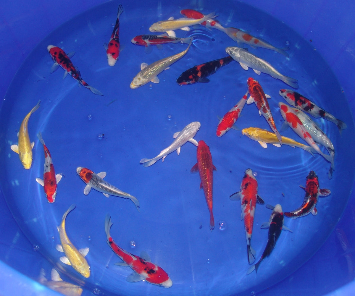 15-18cm Tosai, Mix.