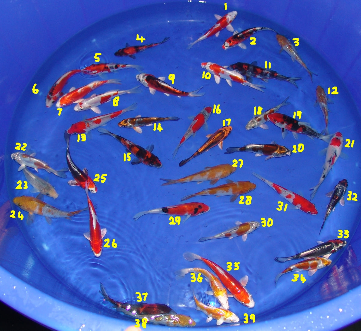 12-15cm Tosai, Mix