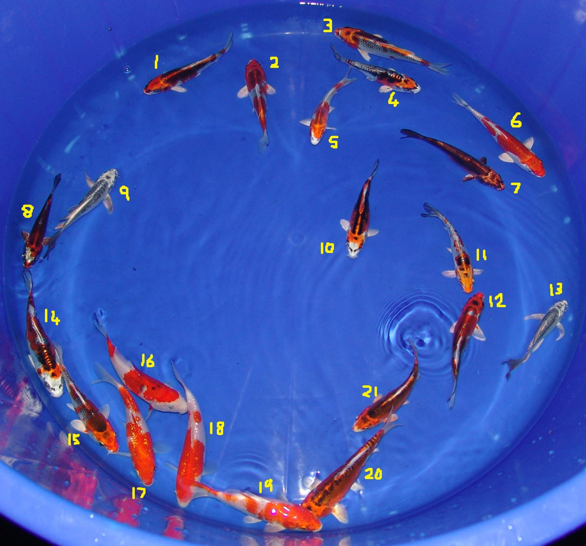 12-15cm Tosai, Mix