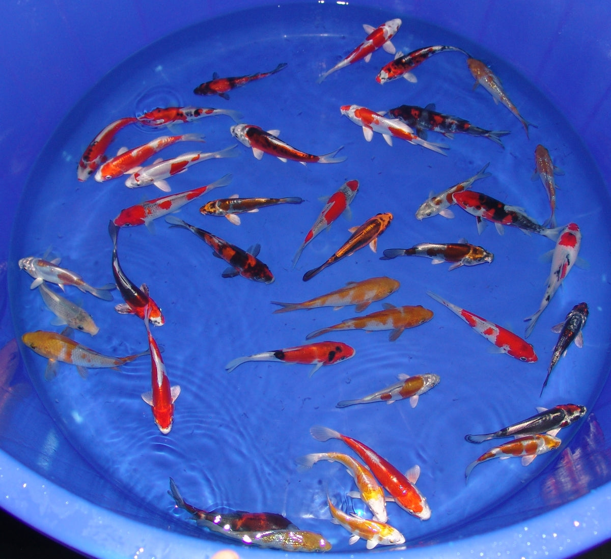 12-15cm Tosai, Mix