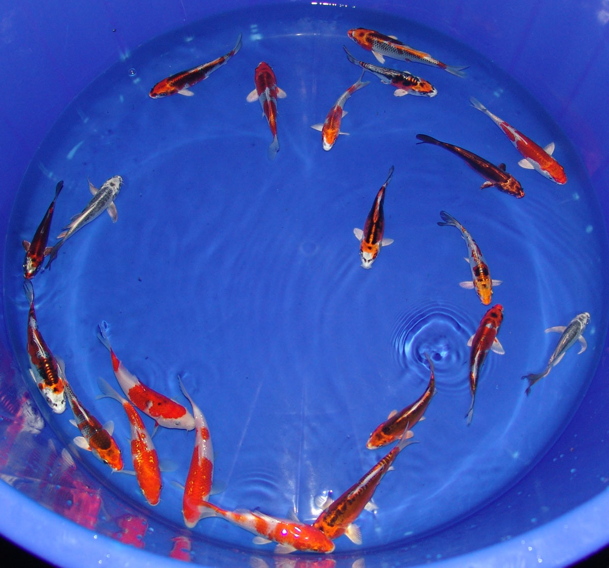 12-15cm Tosai, Mix