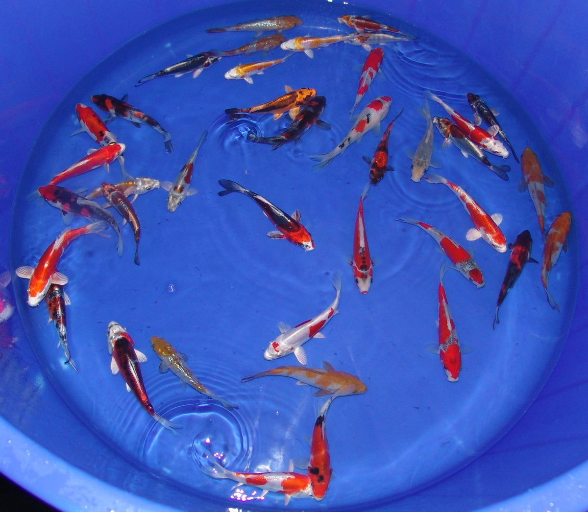12-15cm Tosai, Mix