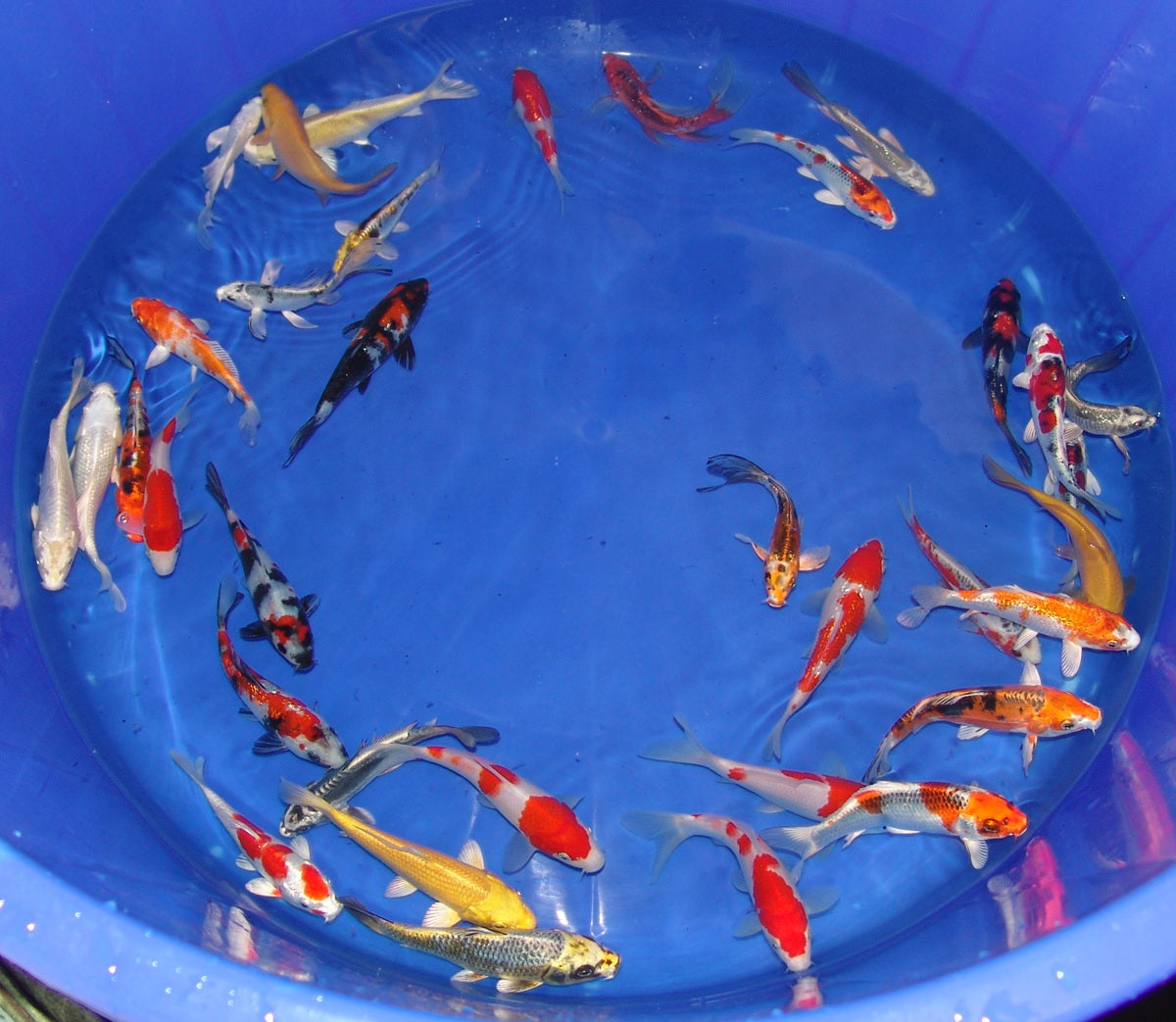 12-15cm Tosai, Mix