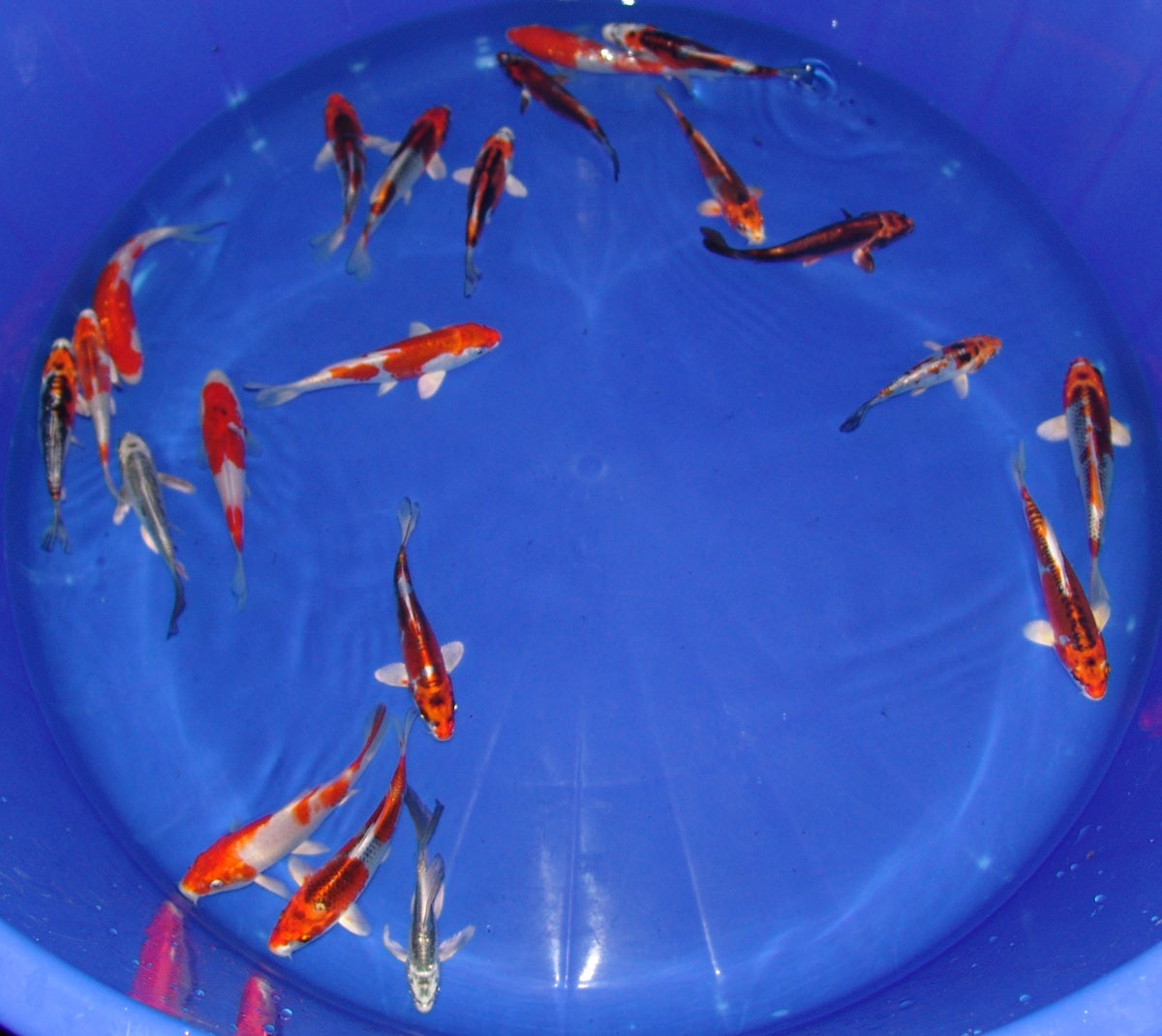 12-15cm Tosai, Mix