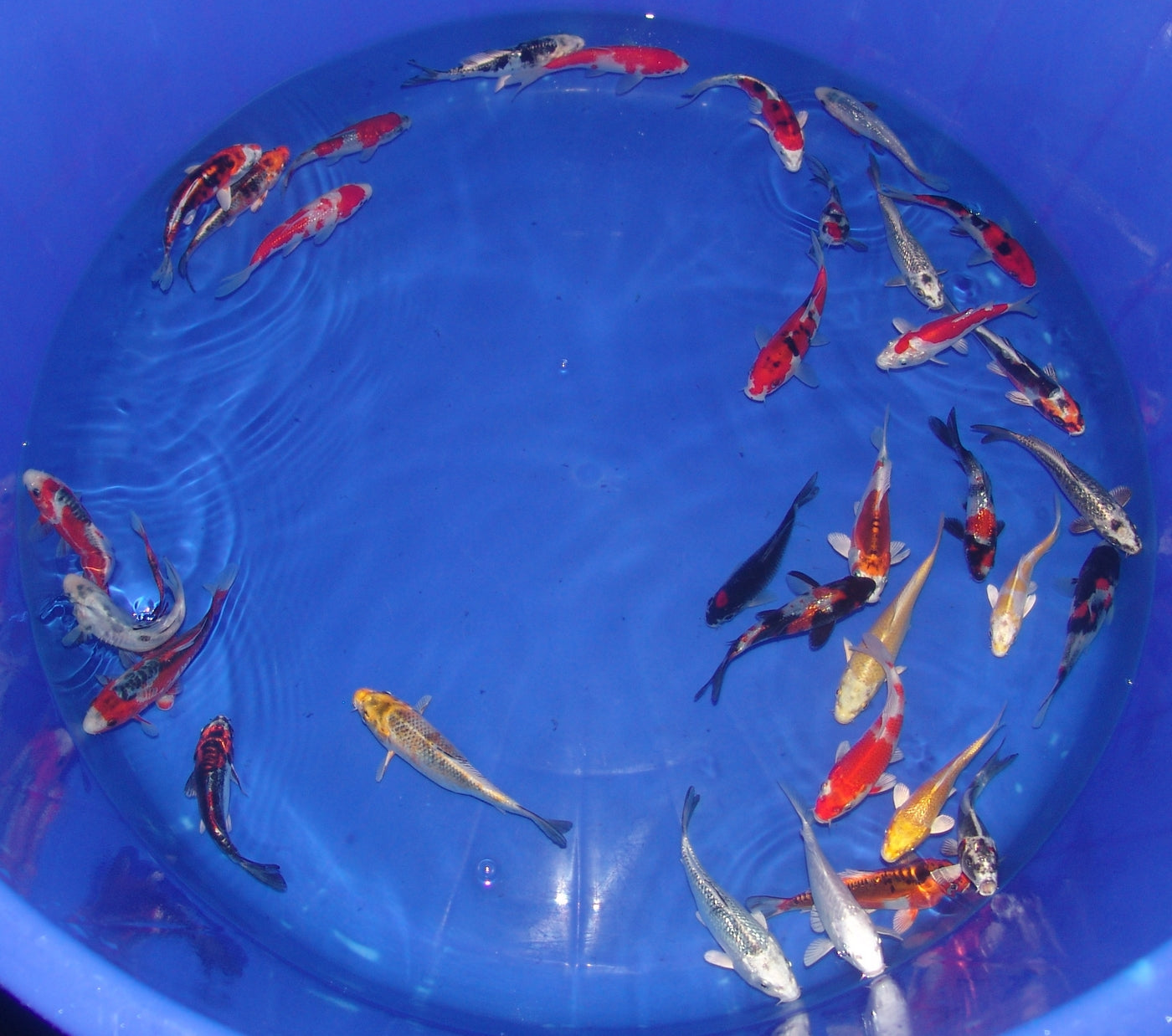 12-15cm Tosai, Mix