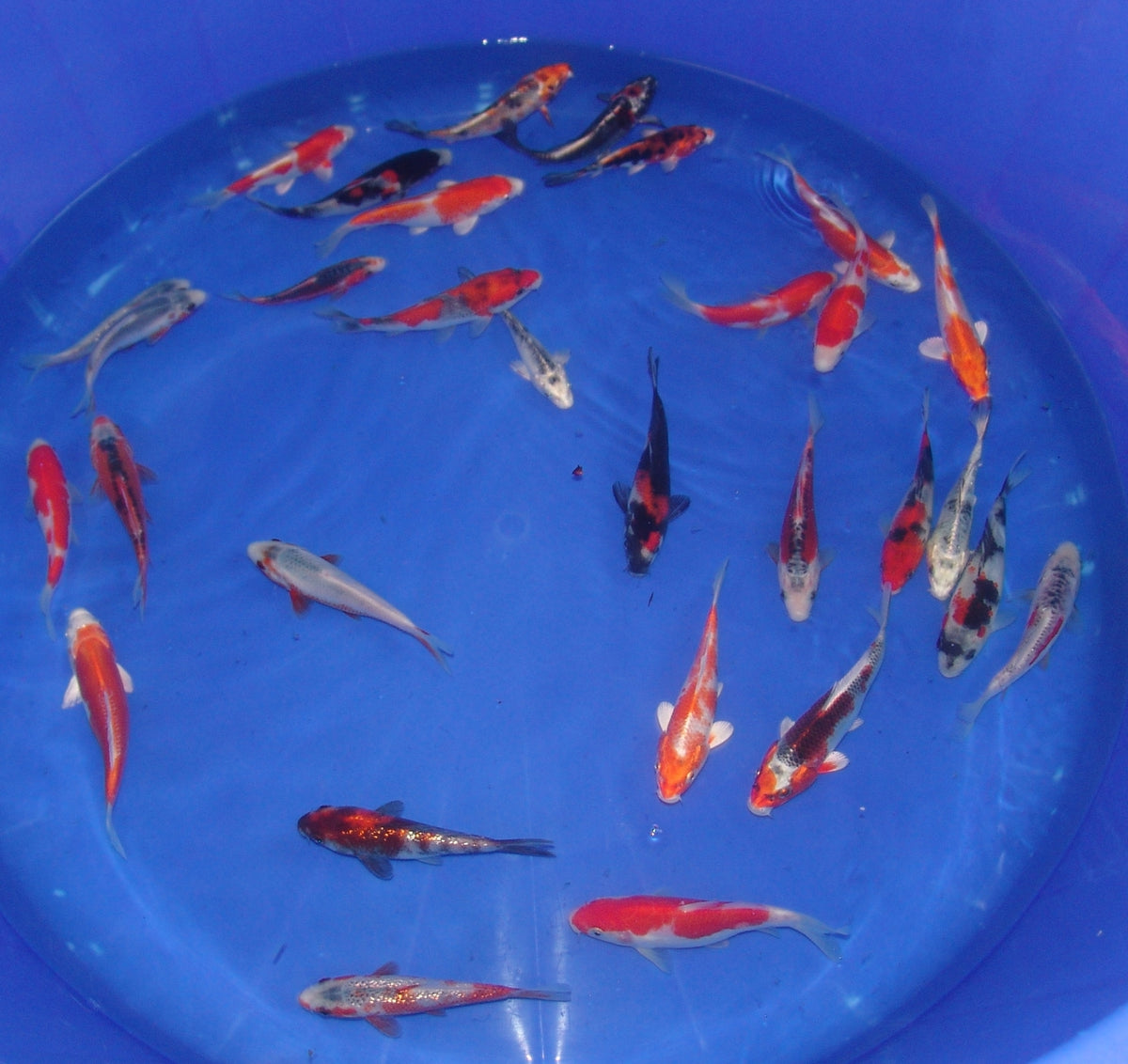 12-15cm Tosai, Mix
