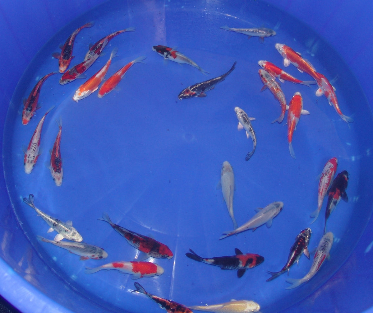 12-15cm Tosai, Mix