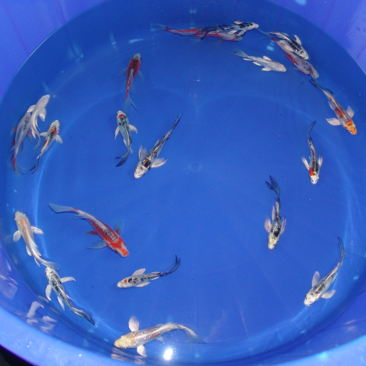 12-15cm Butterfly Koi Tosai
