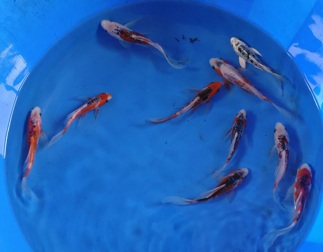 12-15cm Butterfly Koi Tosai