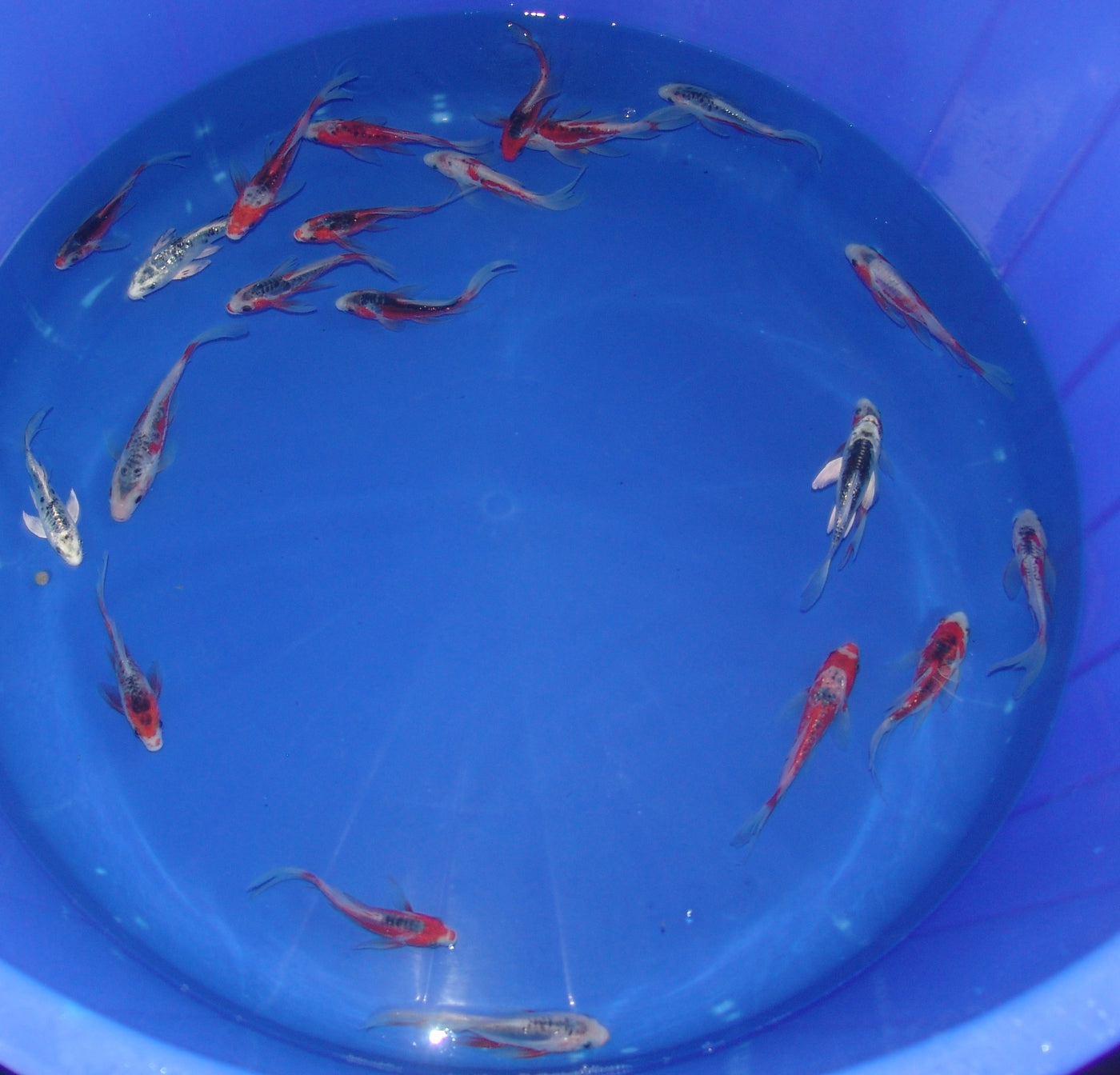 12-15cm Butterfly Koi Tosai