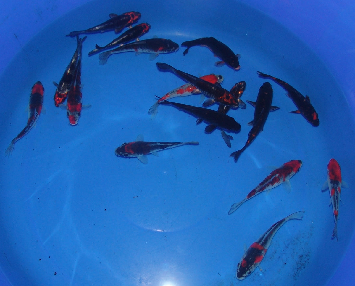 10-12cm Tosai, Mix