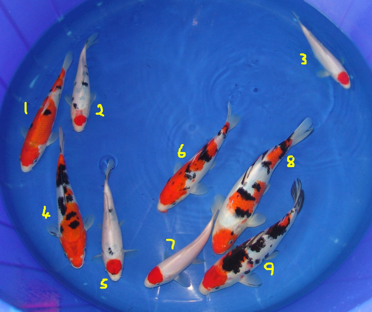 High Quality 20-25cm Tosai.