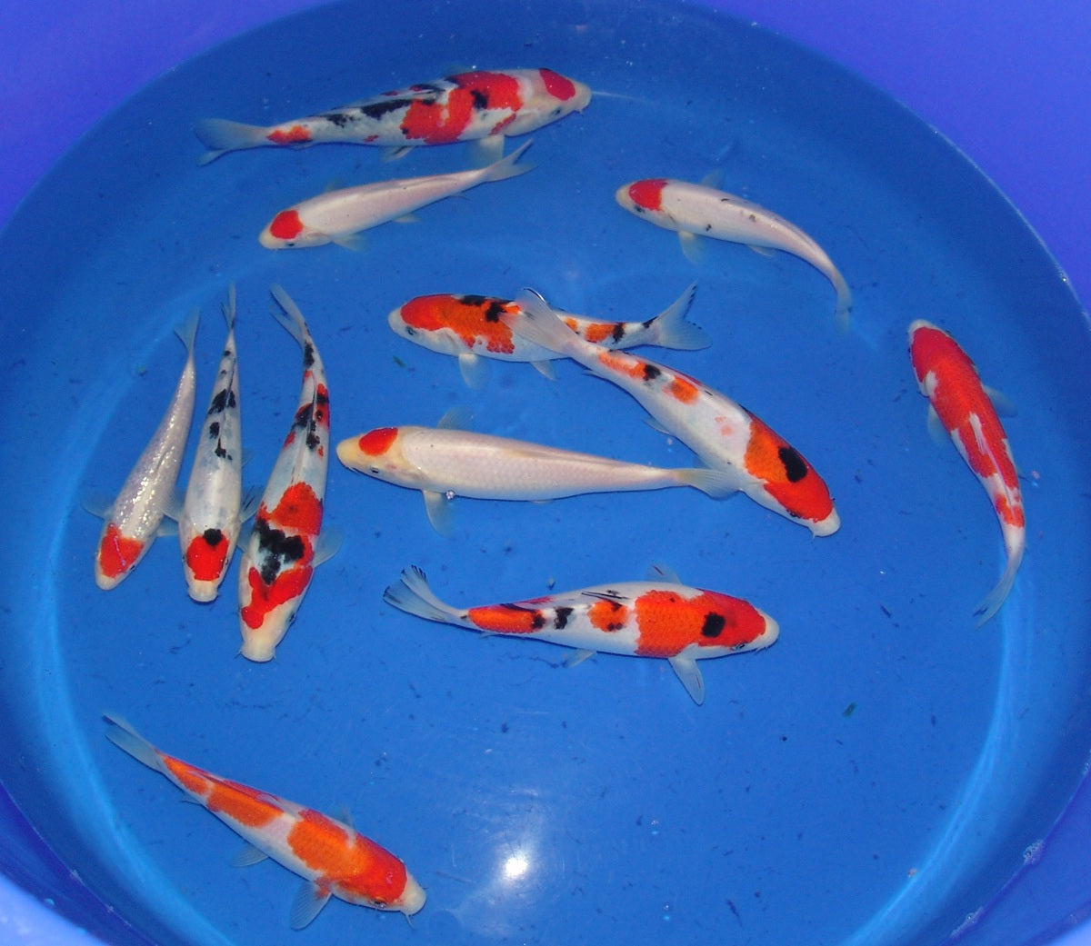 High Quality Tosai, 18-25cm.