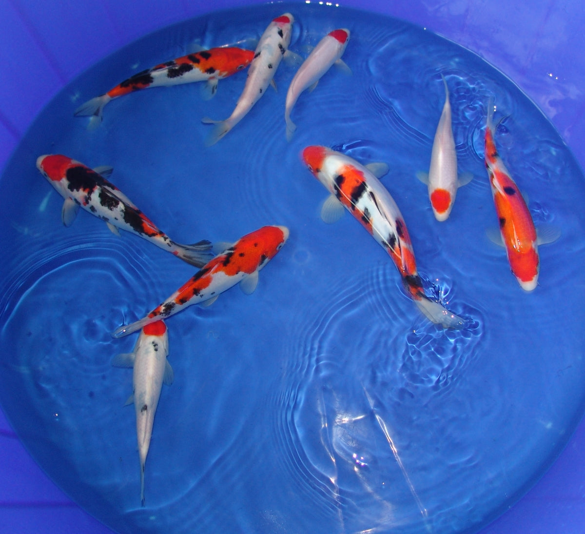 High Quality 20-25cm Tosai.