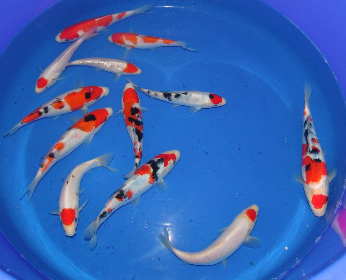 High Quality Tosai, 18-25cm.