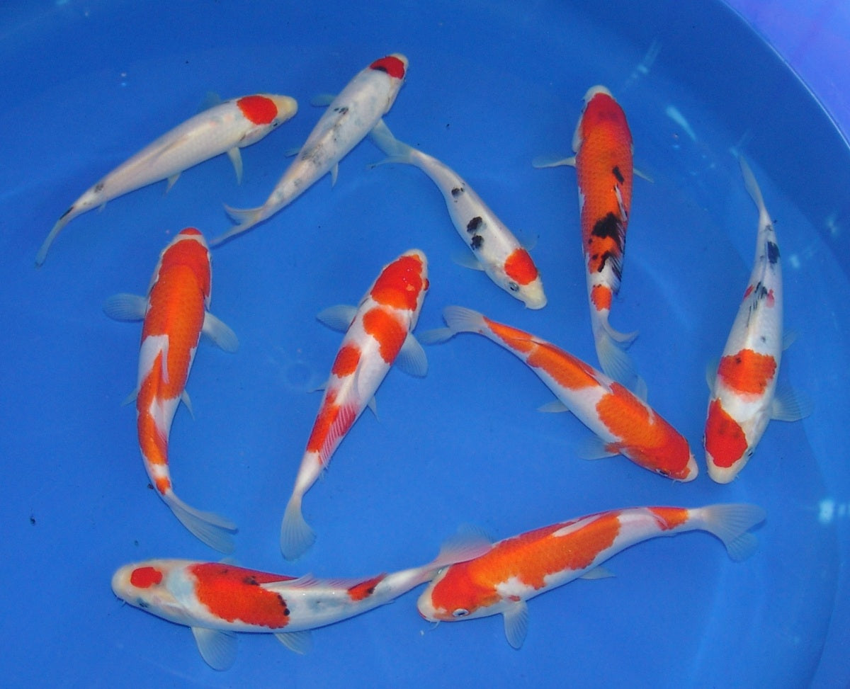 High Quality Tosai, 18-25cm.