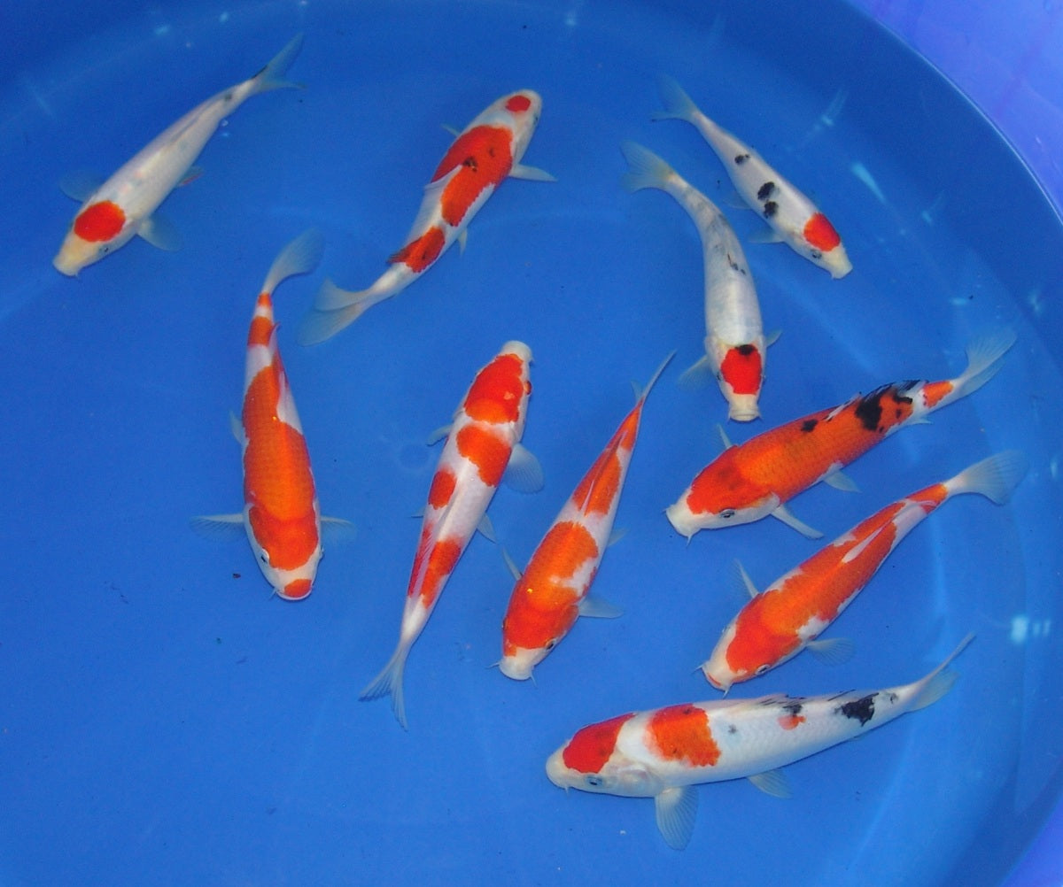 High Quality Tosai, 18-25cm.