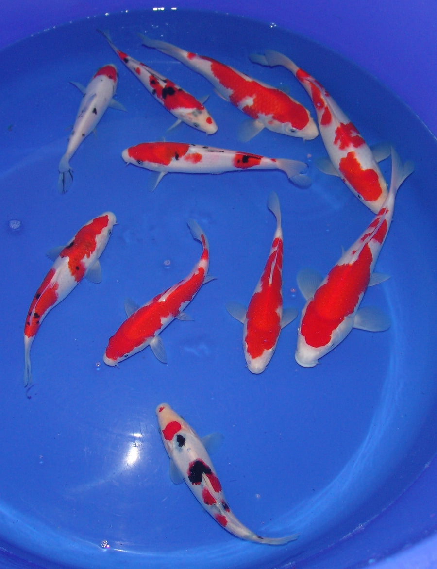 High Quality Tosai, 18-25cm.