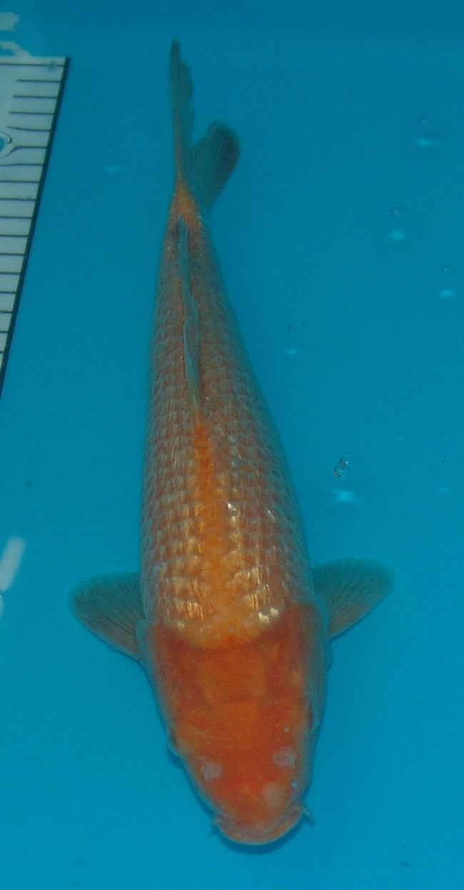 Gin Rin Karashigoi, k2665