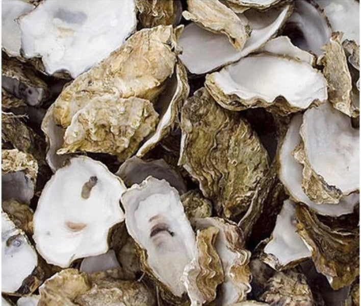 Oyster Shell