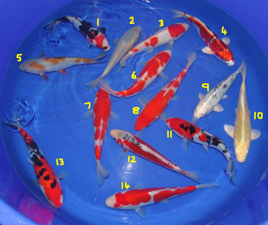 20-23cm Tosai.