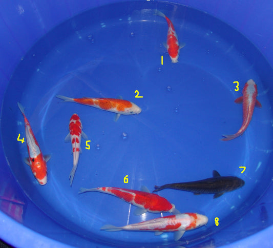 20-23cm Tosai.