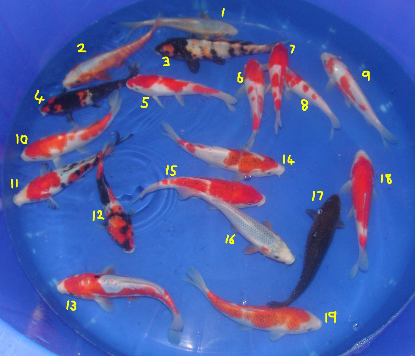 20-23cm Tosai.