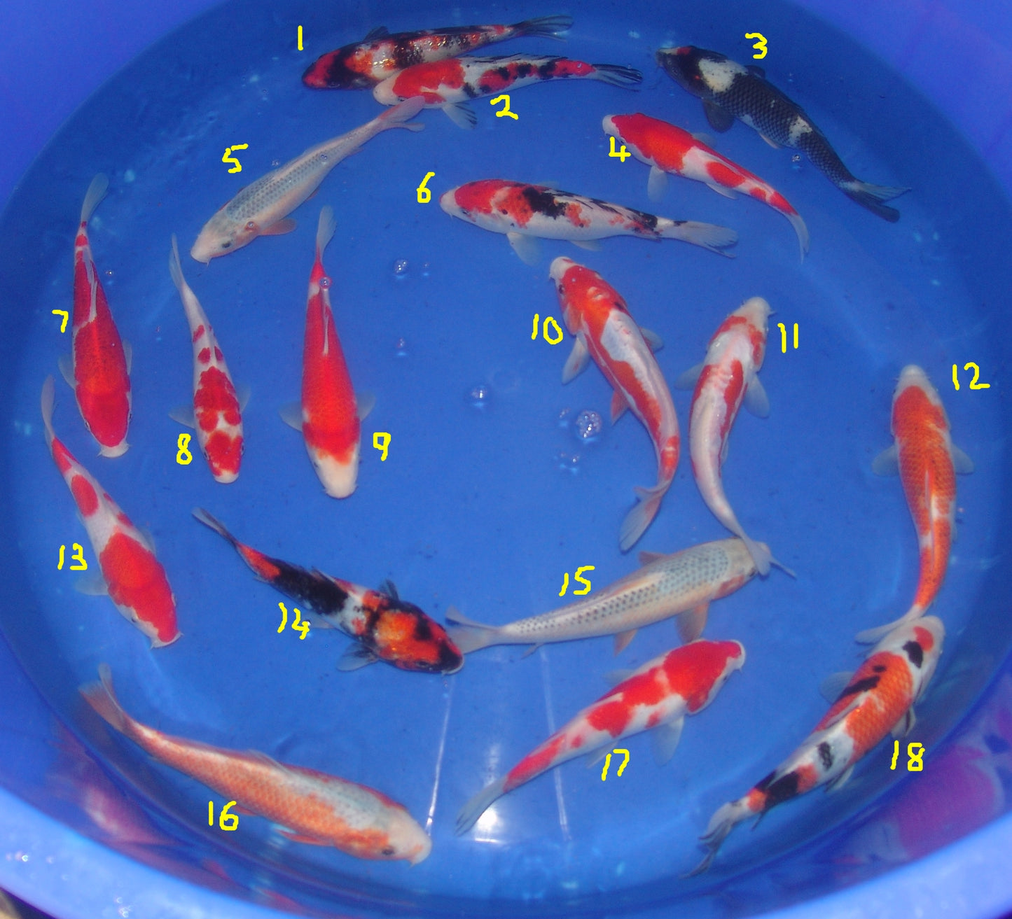 20-23cm Tosai.