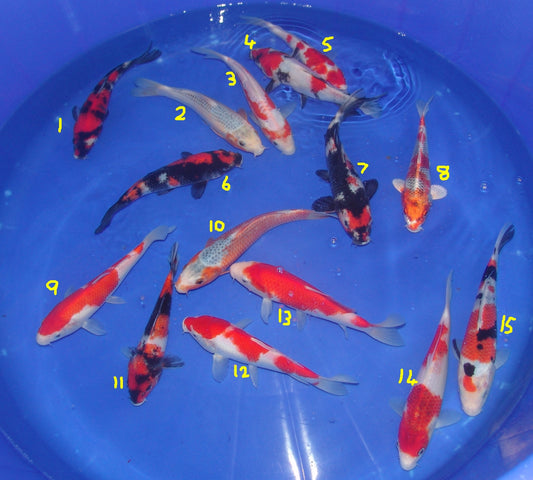 20-23cm Tosai.