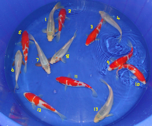 20-23cm Tosai.