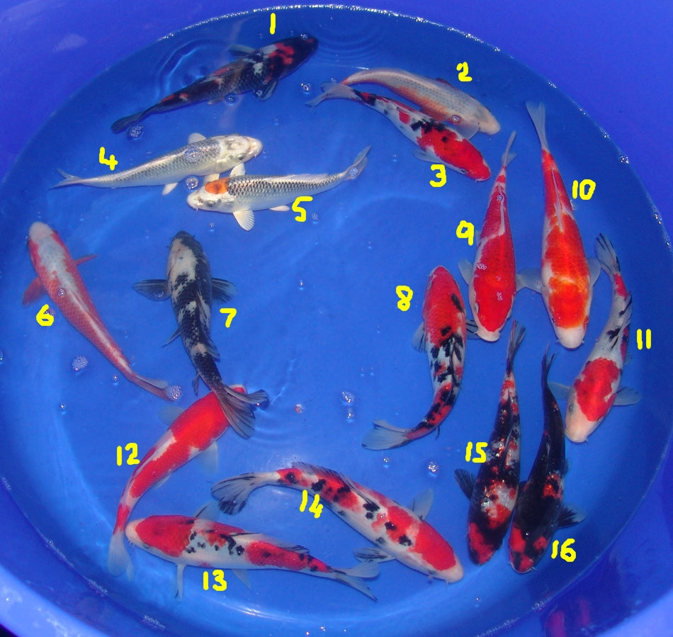 20-23cm Tosai.