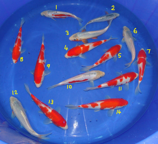 20-23cm Tosai.